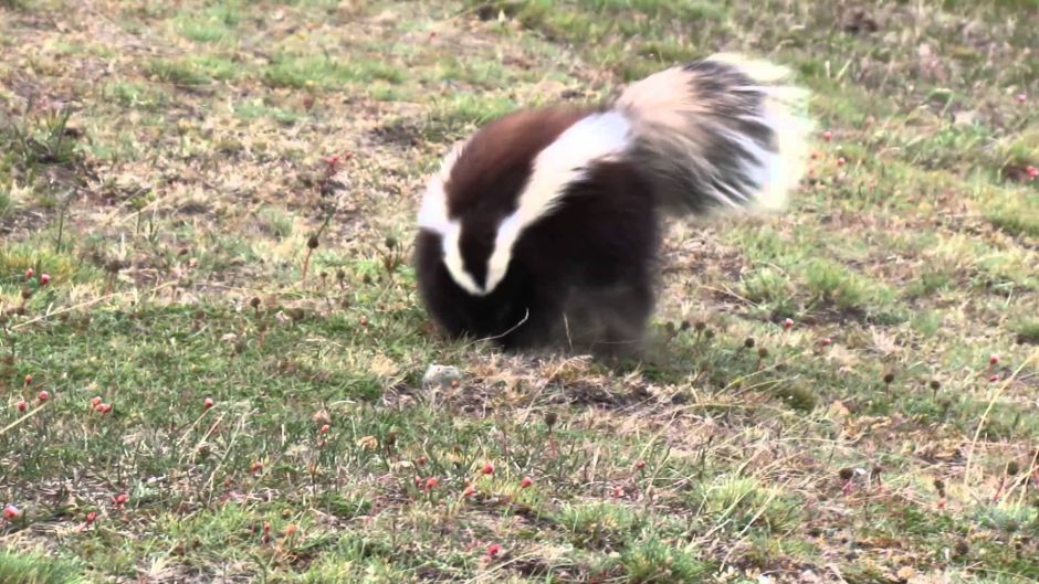 Chingue da Patagônia, Guia de Fauna. RutaChile.   - 