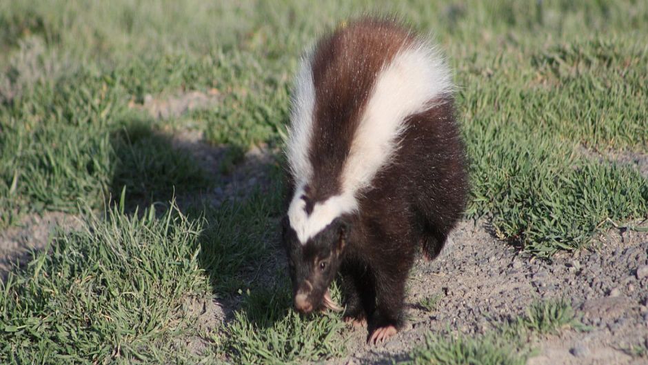 Chingue da Patagônia, Guia de Fauna. RutaChile.   - 