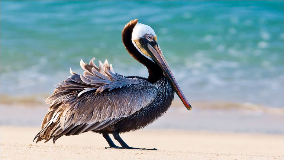 Pelicano Marrom.   - Costa Rica