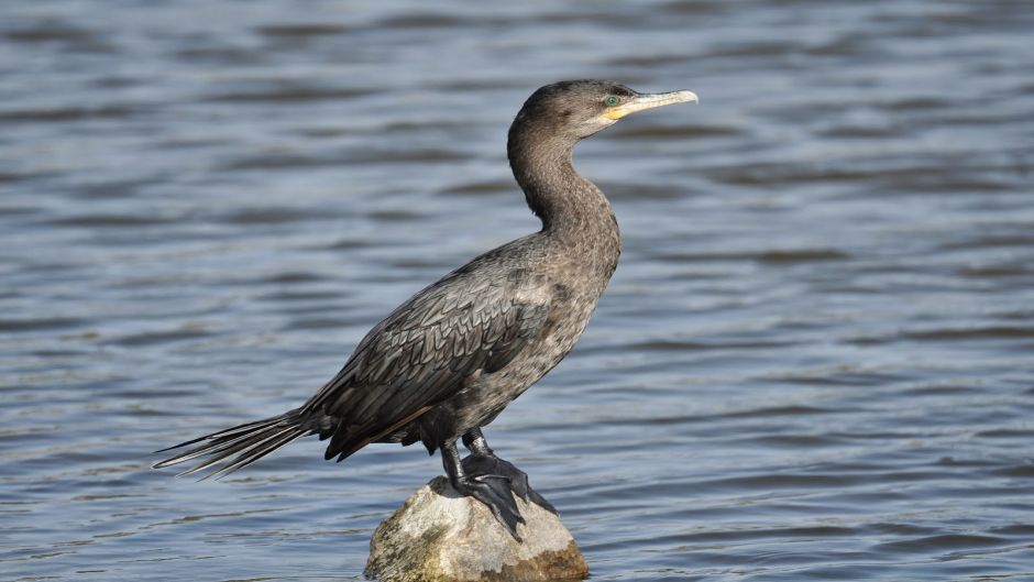 Pato yeco, Guia de Fauna. RutaChile.   - Colmbia