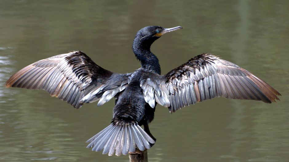 Pato yeco, Guia de Fauna. RutaChile.   - Costa Rica