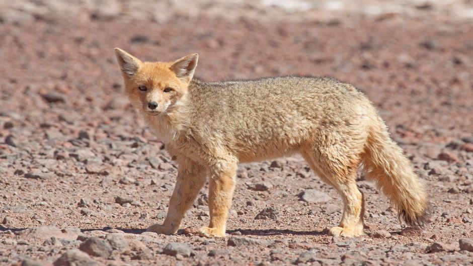 Zorro Culpeo, Guia de Fauna. RutaChile.   - CHILE