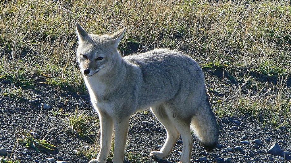 Zorro Chilla, Guia de Fauna. RutaChile.   - Bolvia