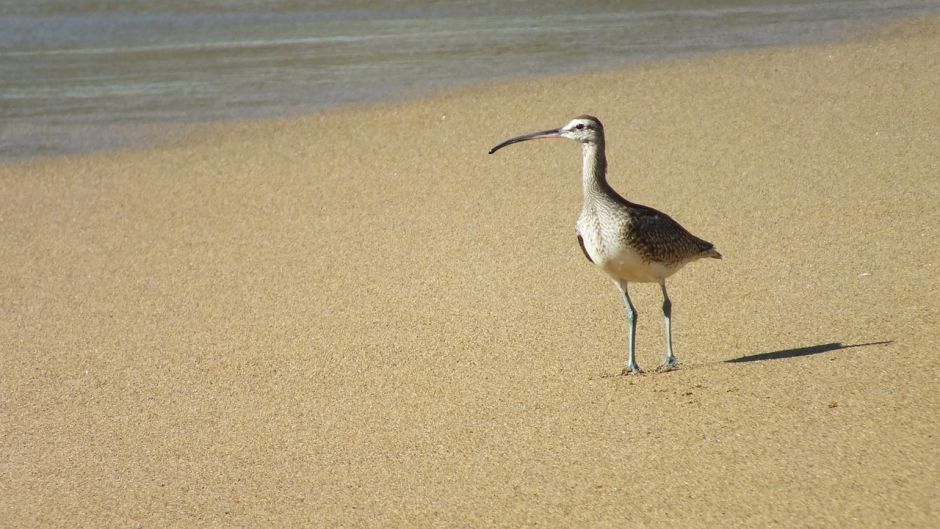 maçarico-real, Guia de Fauna. RutaChile.   - Bolvia