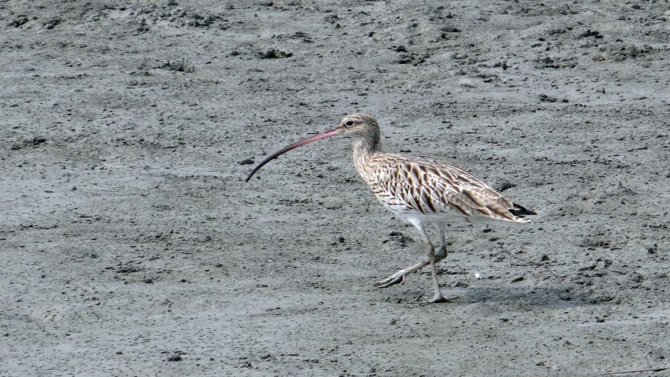 maçarico-real, Guia de Fauna. RutaChile.   - Sria