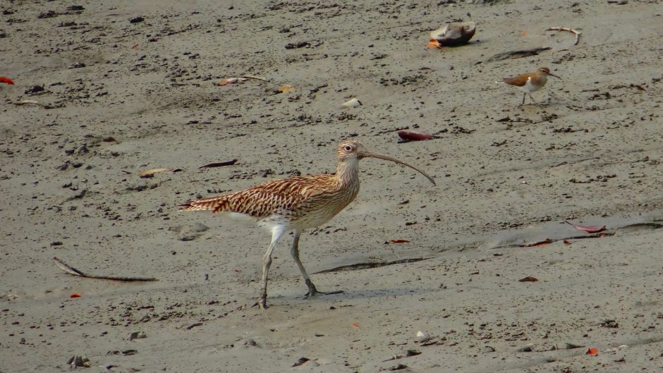 maçarico-real, Guia de Fauna. RutaChile.   - Bolvia