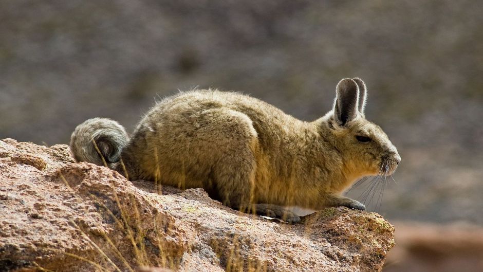 Vizcacha, Guia de Fauna. RutaChile.   - PARAGUAI