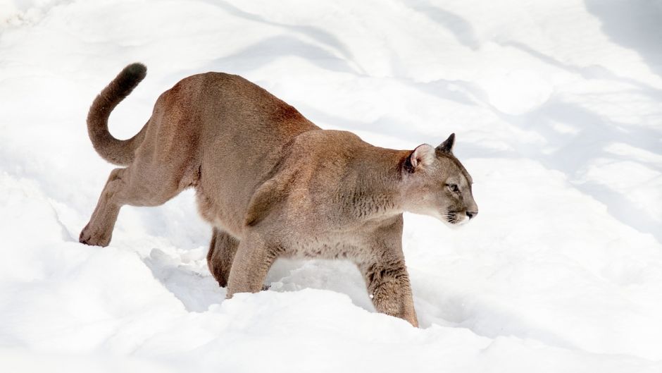 Puma.   - ESTADOS UNIDOS