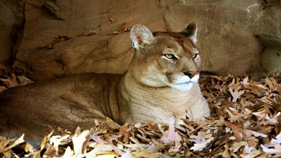 Puma.   - PERU