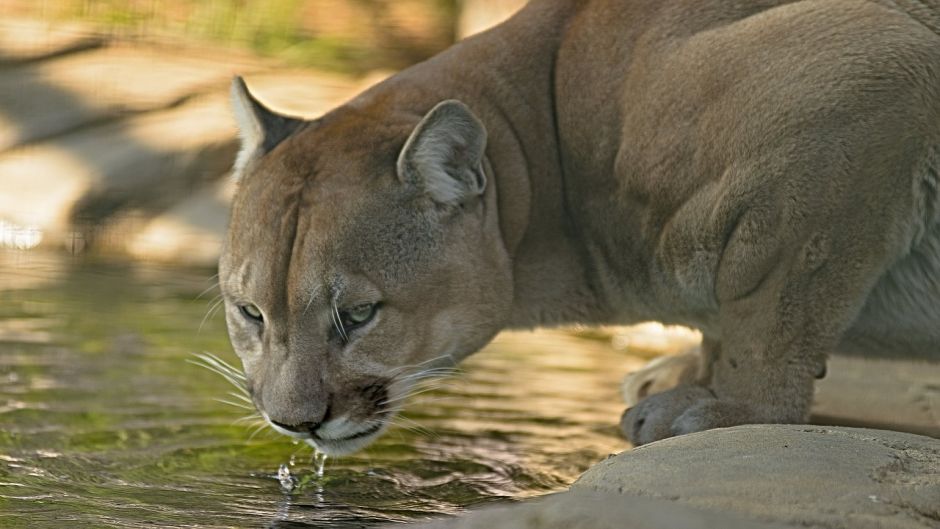 Puma.   - ESTADOS UNIDOS