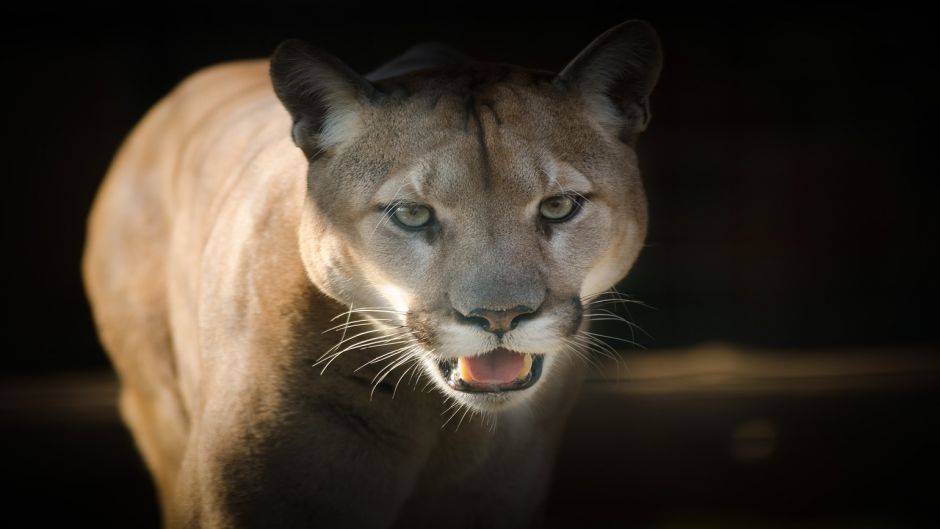 Puma.   - CHILE