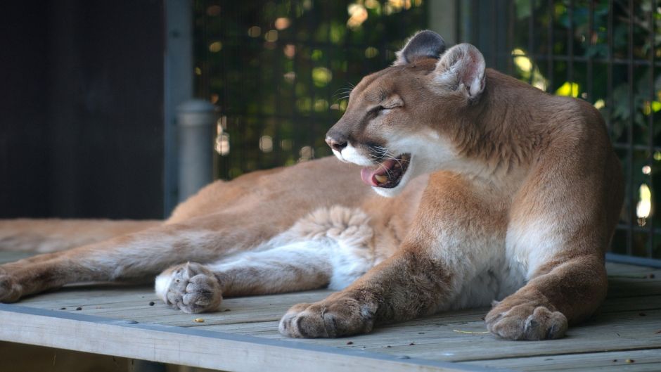 Puma.   - Equador