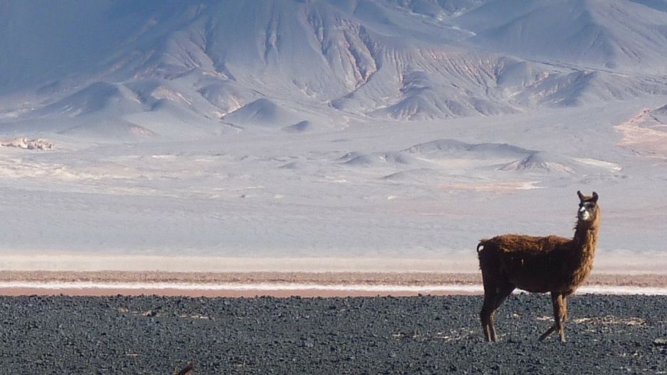 Vicuña, Guia de Fauna. RutaChile.   - Bolvia