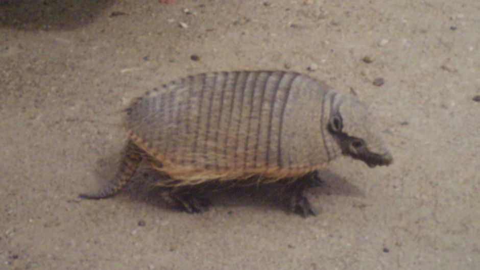 Quirquincho Puna, Guia de Fauna. RutaChile.   - 