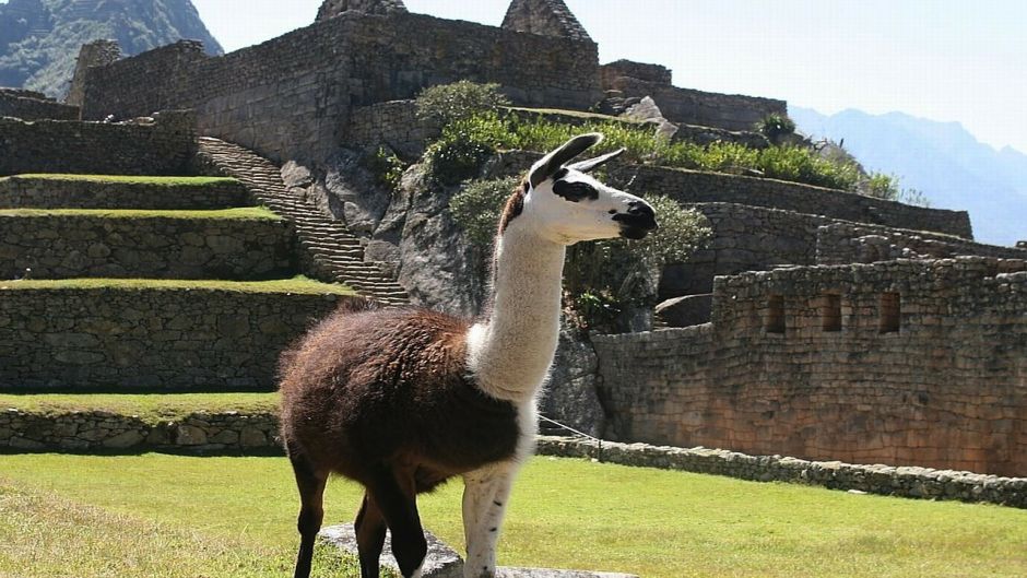 lhama .   - PERU