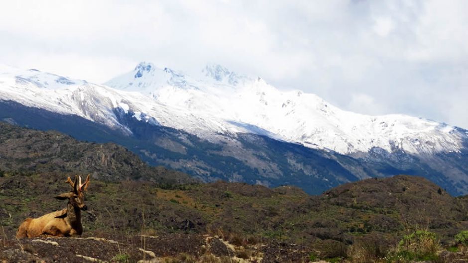 Huemul, Guia de Fauna. RutaChile.   - 