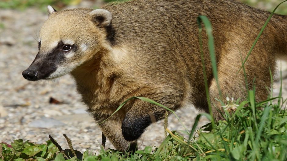 Coati, Guia de Fauna. RutaChile.   - MXICO