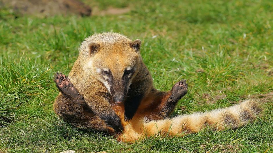 Coati, Guia de Fauna. RutaChile.   - MXICO