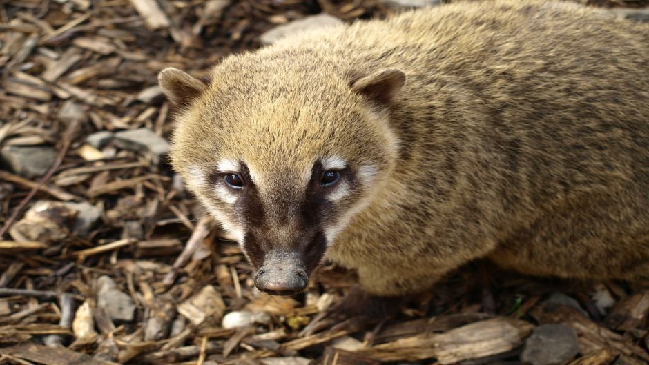 Coati, Guia de Fauna. RutaChile.   - 