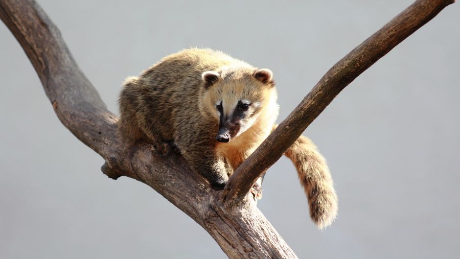 Coati, Guia de Fauna. RutaChile.   - MXICO