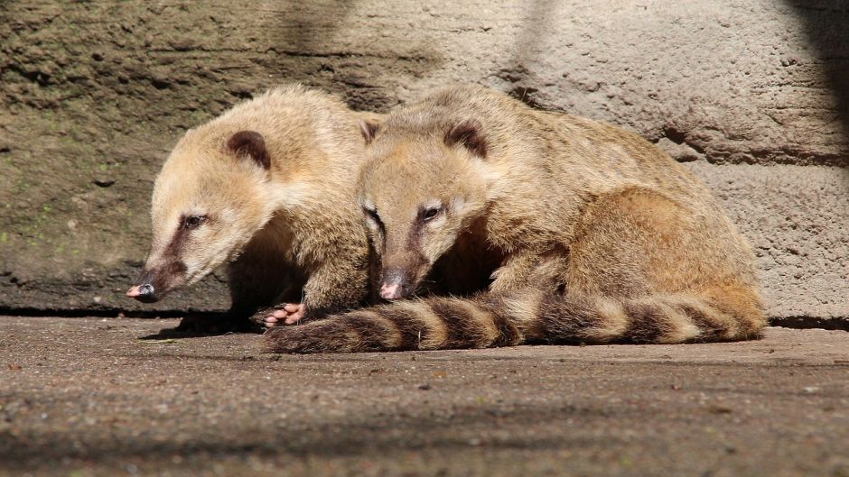 Coati, Guia de Fauna. RutaChile.   - PANAM