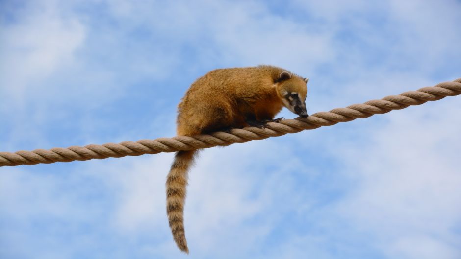 Coati, Guia de Fauna. RutaChile.   - MXICO