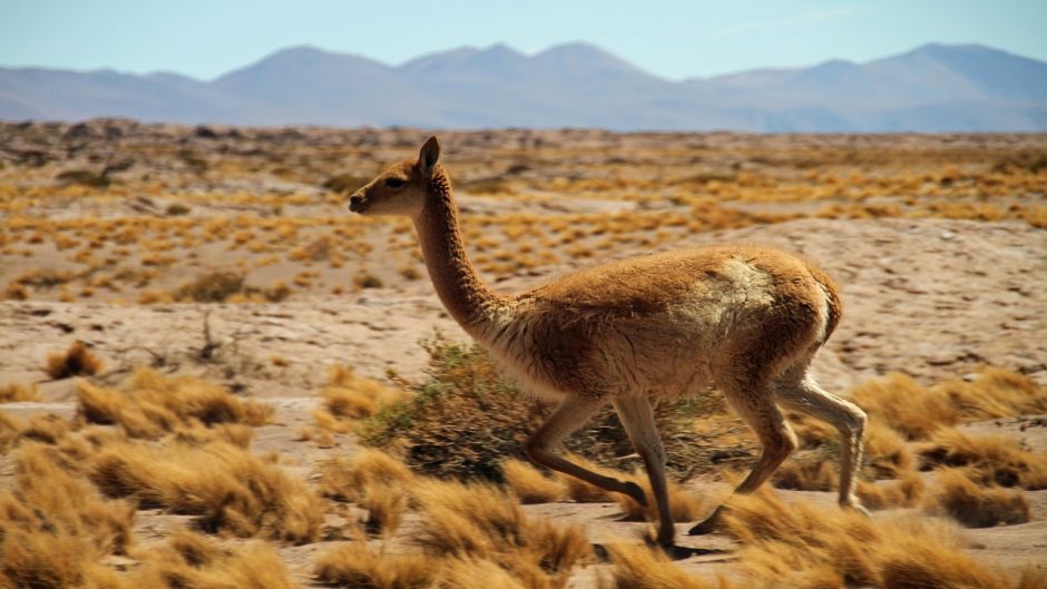 Guanaco, Guia de Fauna. RutaChile.   - Bolvia