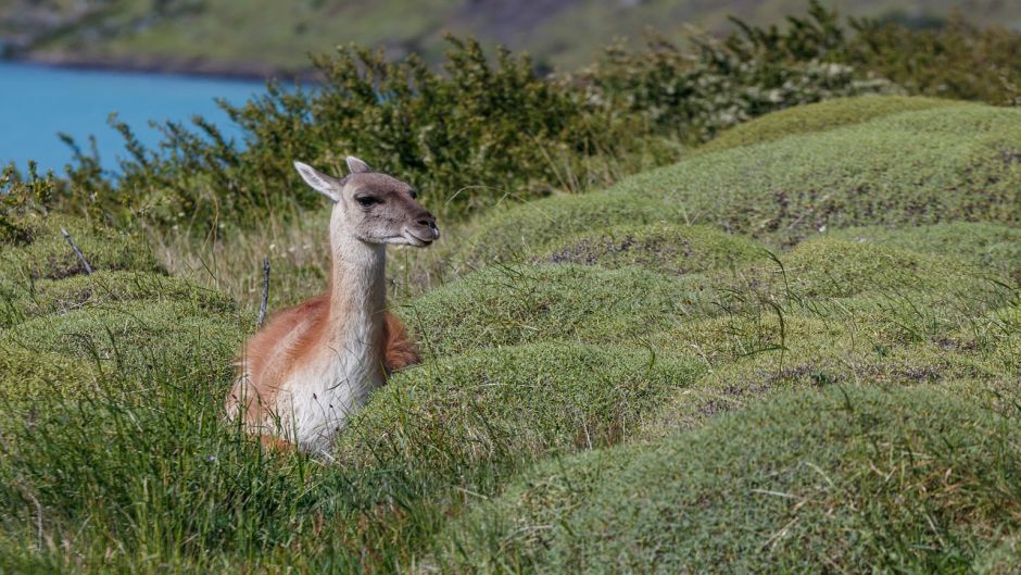 Guanaco, Guia de Fauna. RutaChile.   - Bolvia