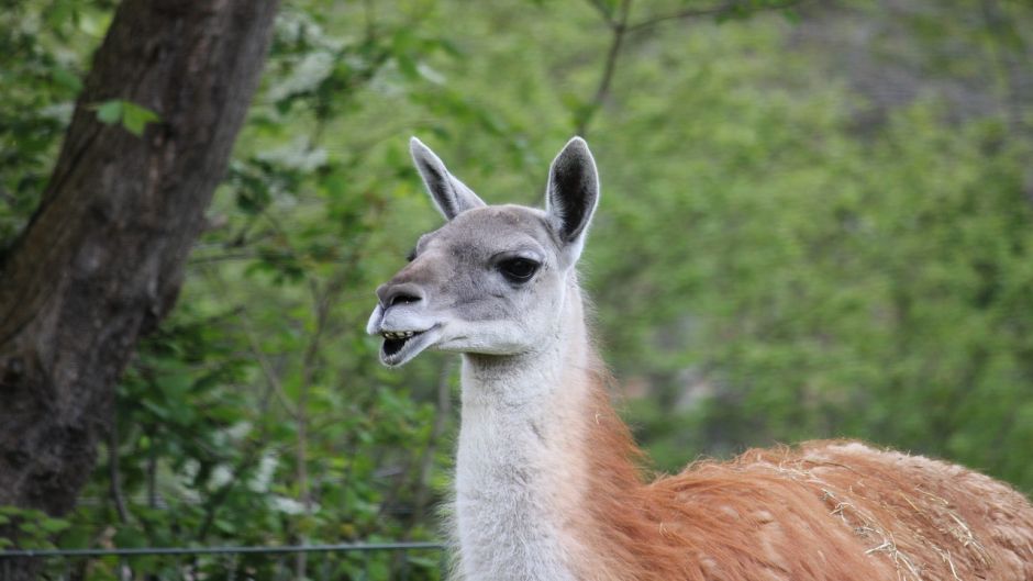 Guanaco, Guia de Fauna. RutaChile.   - CHILE