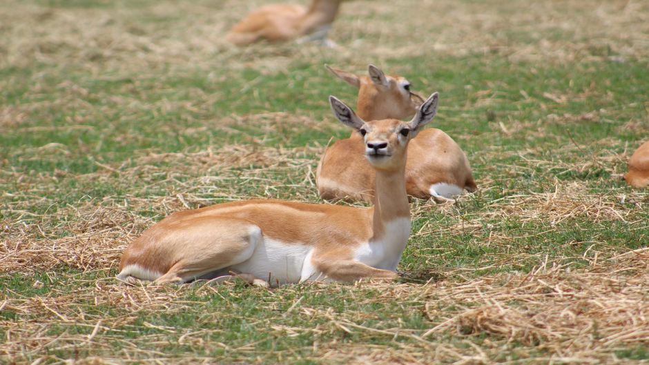 Guanaco, Guia de Fauna. RutaChile.   - Bolvia