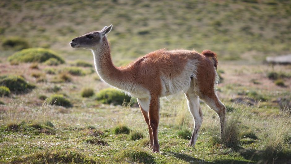 Guanaco, Guia de Fauna. RutaChile.   - PERU