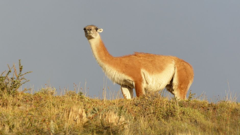 Guanaco, Guia de Fauna. RutaChile.   - 