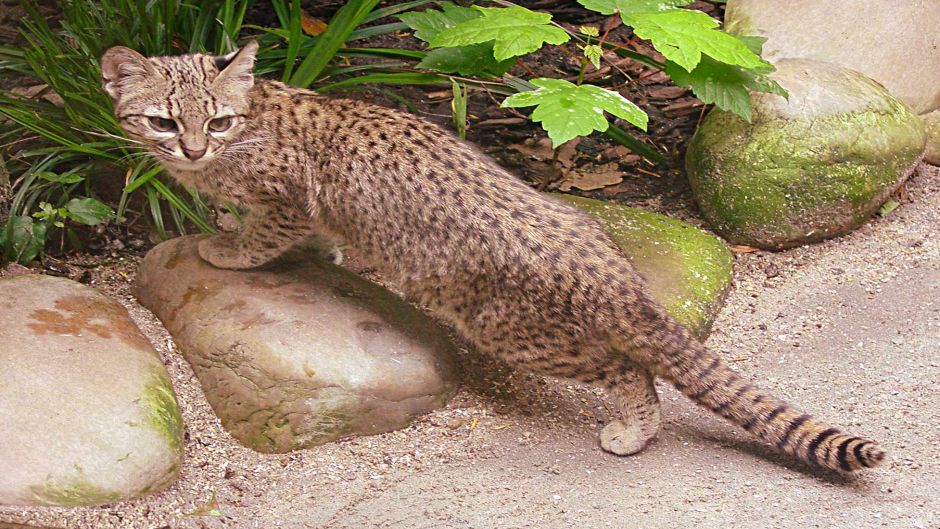 Sul-americana Wildcat, Guia de Fauna. RutaChile.   - Bolvia