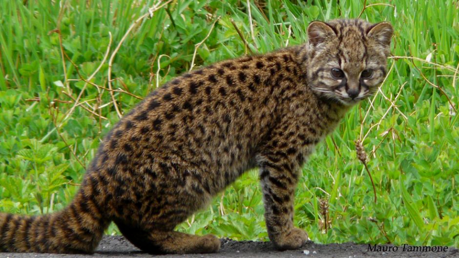 Guiña, Guia de Fauna. RutaChile.   - 