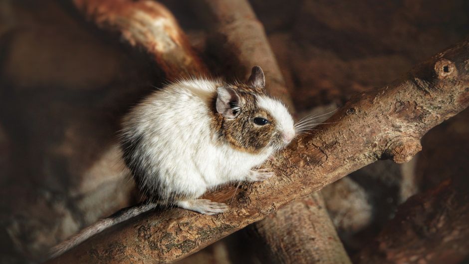 Degu, Guia de Fauna. RutaChile.   - 