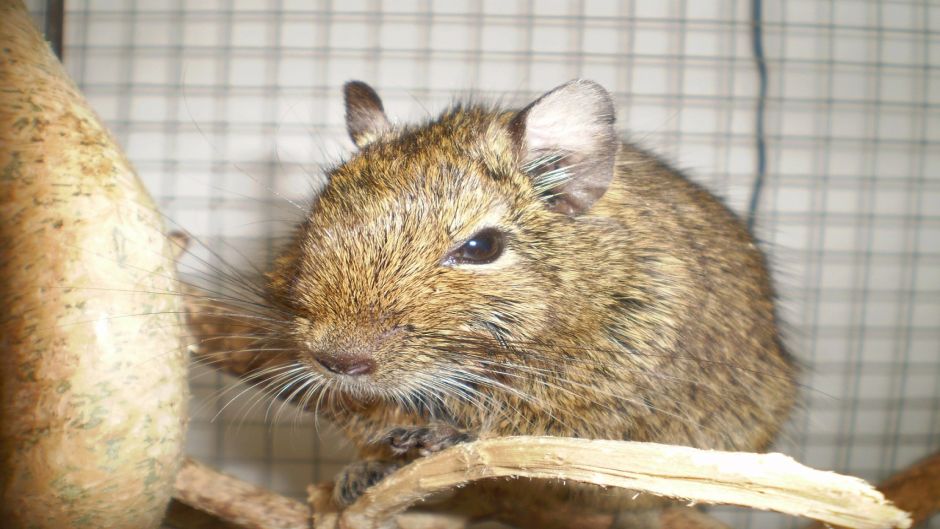 Degu, Guia de Fauna. RutaChile.   - CHILE