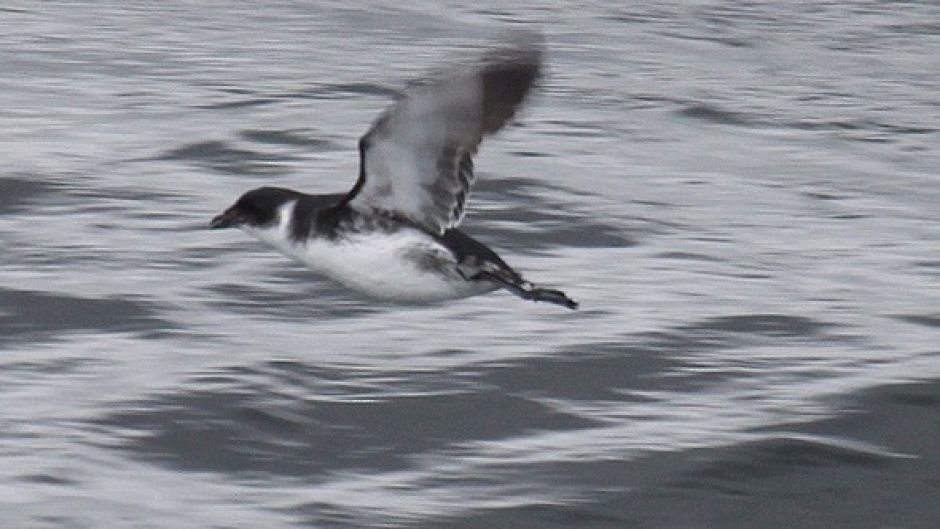 Magellan Yunco, Guia de Fauna. RutaChile.   - ARGENTINA