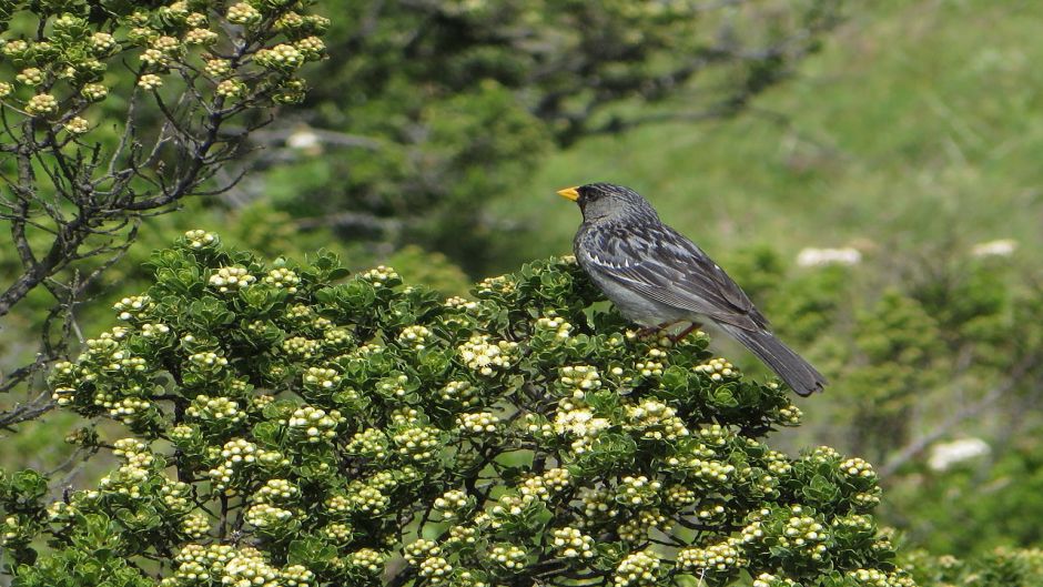 Yal, Guia de Fauna. RutaChile.   - ARGENTINA