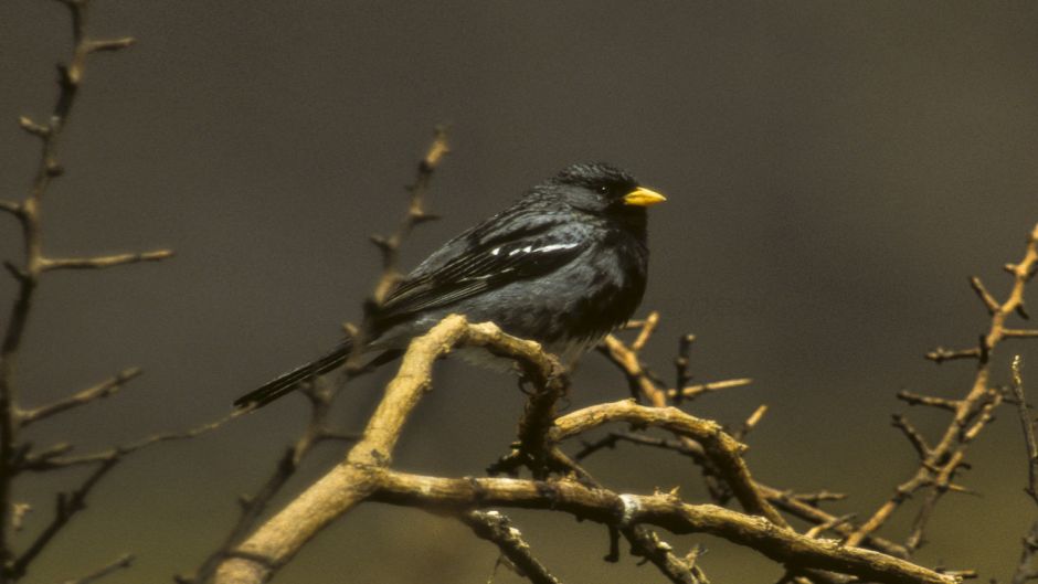 Yal, Guia de Fauna. RutaChile.   - PERU