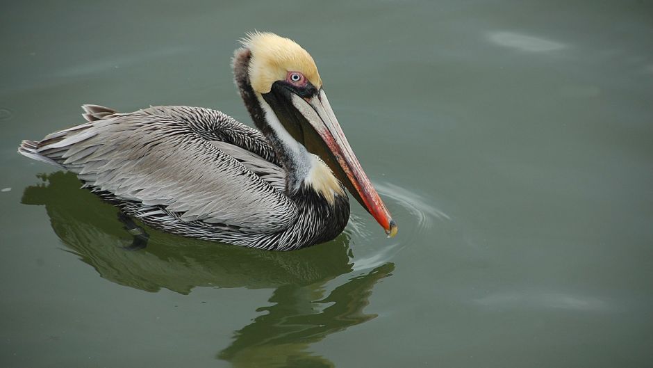 Pelicano peruano, Guia de Fauna. RutaChile.   - 