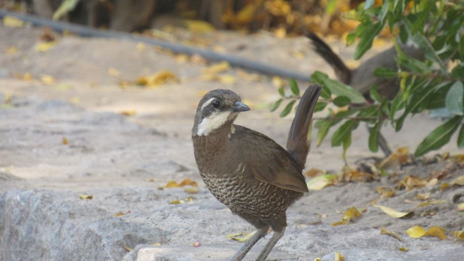 Turca, Birds of Guia Chile.   - 