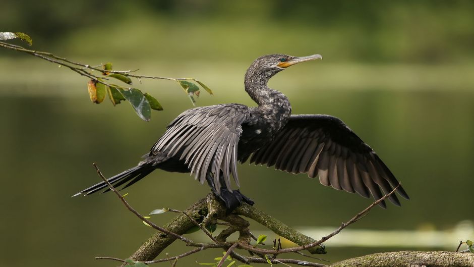 Pato yeco, Guia de Fauna. RutaChile.   - 