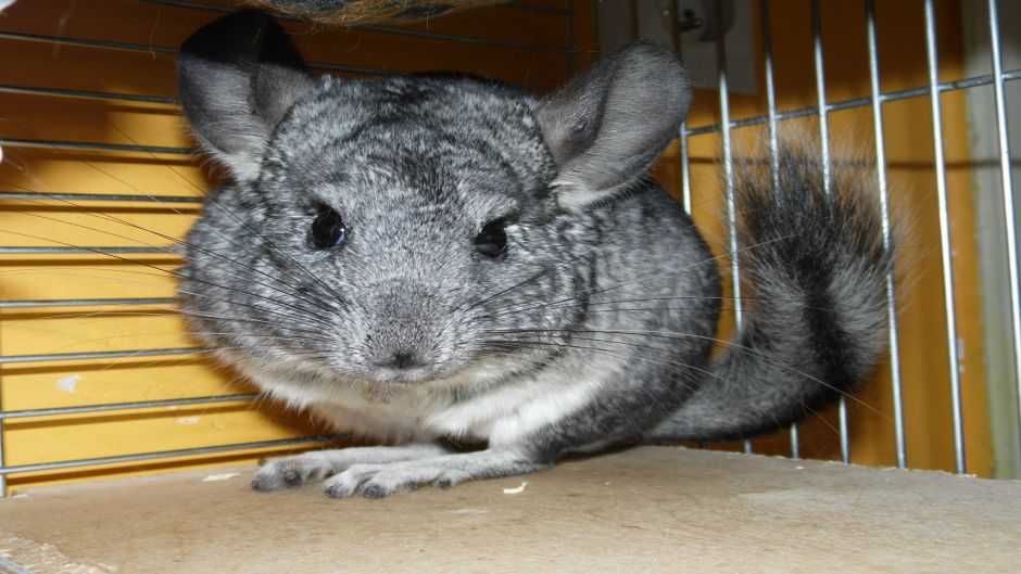 Chinchilla, Guia de Fauna. RutaChile.   - 