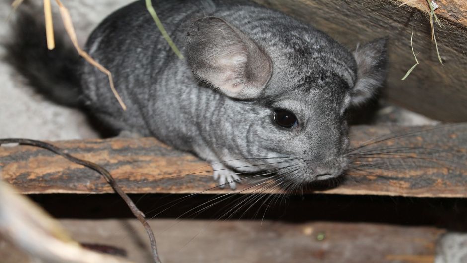 Chinchilla, Guia de Fauna. RutaChile.   - Bolvia