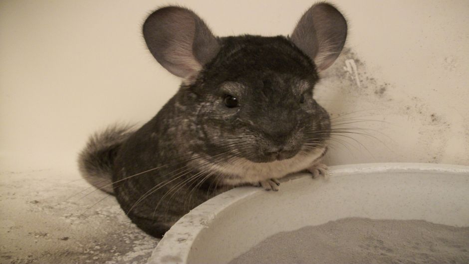 Chinchilla, Guia de Fauna. RutaChile.   - Bolvia