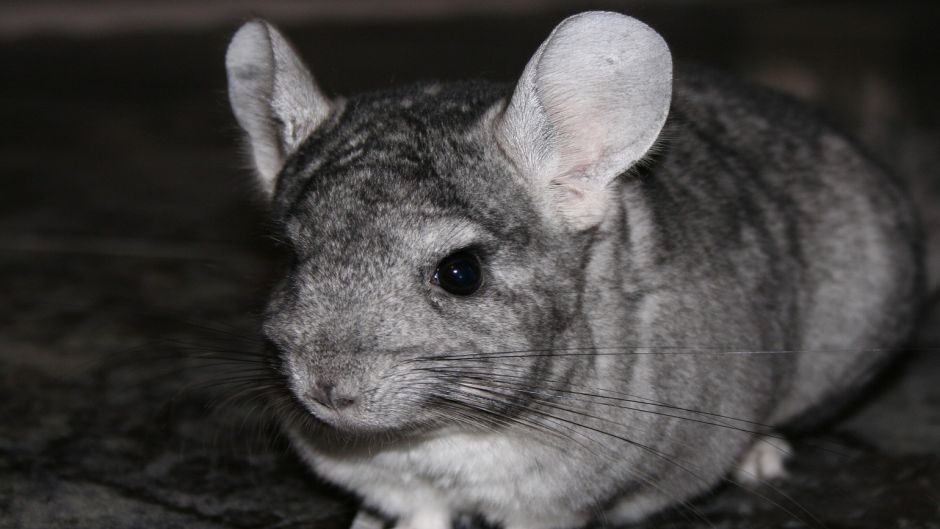 Chinchilla, Guia de Fauna. RutaChile.   - Bolvia