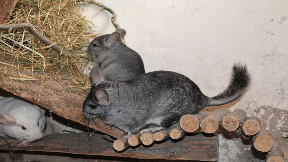 Chinchilla, Guia de Fauna. RutaChile.   - Bolvia