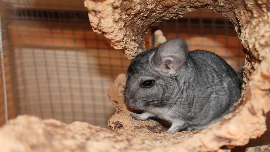 Chinchilla, Guia de Fauna. RutaChile.   - Bolvia