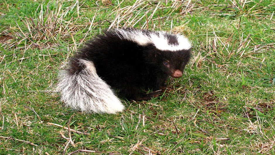 Chingue, Guia de Fauna. RutaChile.   - Uruguai