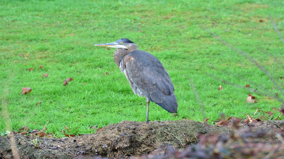 Informações do Blue Heron em Blue Heron (Egretta caerulea) no Chile.   - VENEZUELA